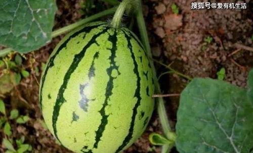 在瓜地里摘瓜吃,尽享田园美味
