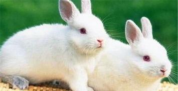 吃瓜JACK兔,揭秘娱乐圈背后的那些事儿