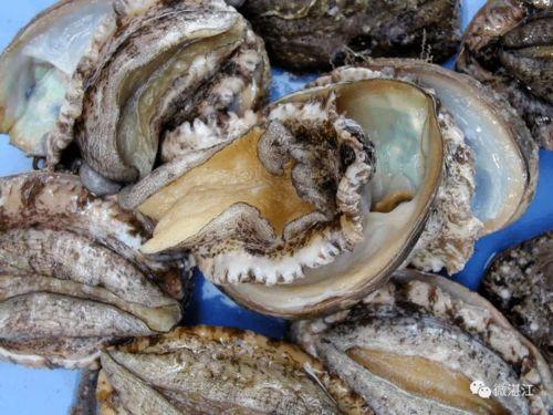 鲍鱼龙虾爆料视频大全